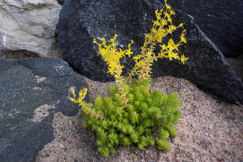 sedum acre v.sexangulare